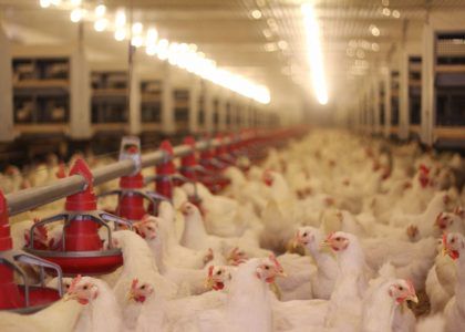 Chicken Farm, eggs and poultry production